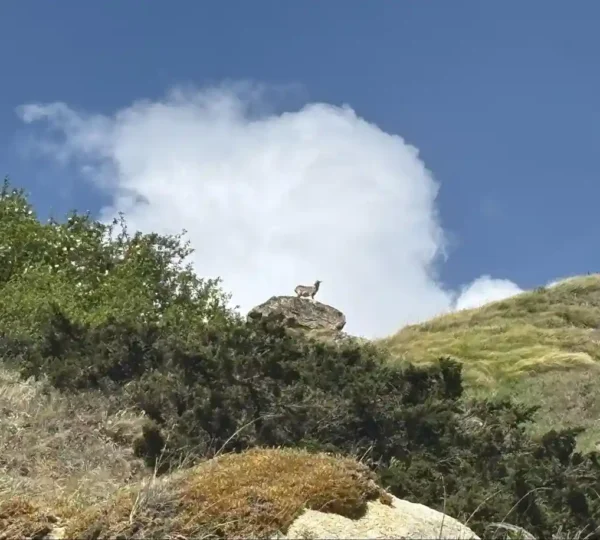 blue-sheep-over-rock